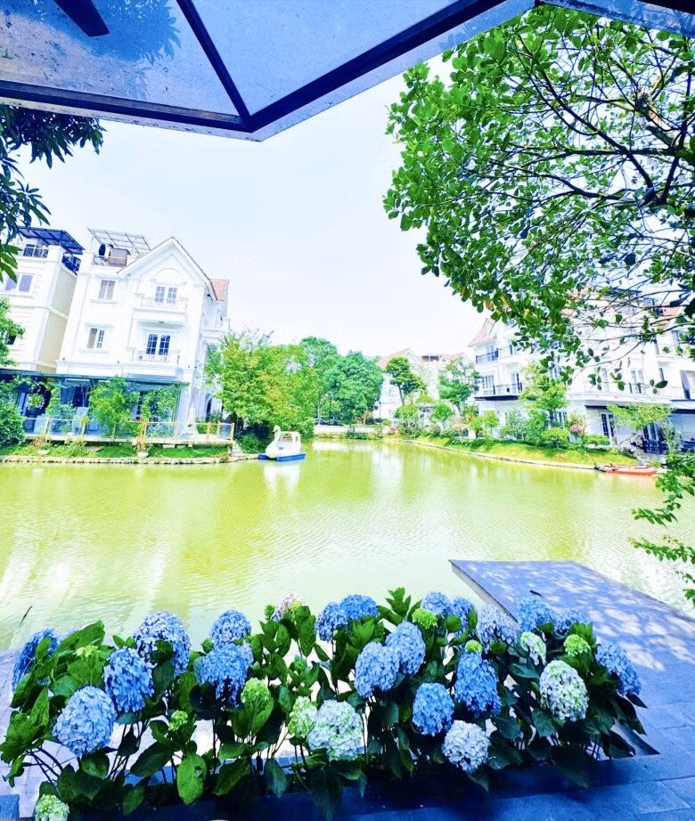 Khu vực vườn sau cũng được Lã Thanh Huyền trồng một dãy cẩm tú cầu sắc xanh lam. Ảnh: FB Lã Thanh Huyền