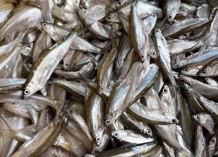 Cá thầu dầu (hay tép dầu, cá mài mại hay cá mương) là loài cá nước ngọt nhỏ, thân thon dài như lá tre, mỗi con chỉ chừng 6–7 cm. Ảnh: Nông thôn Việt