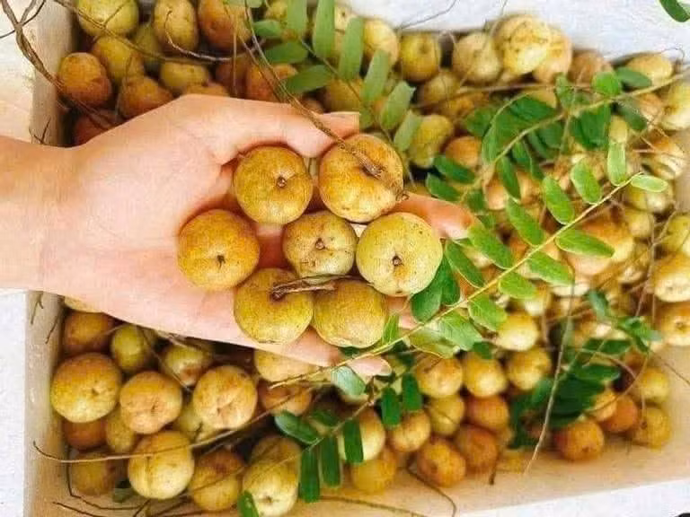 Cách đây vài năm, me rừng là cái tên xa lạ với nhiều người thành thị. Nhưng hiện nay, loại quả này đã xuất hiện dày đặc trên các hội nhóm ẩm thực, chợ online, chợ dân sinh ở Hà Nội và được giới thiệu như một món ăn chơi. Ảnh: Facebook