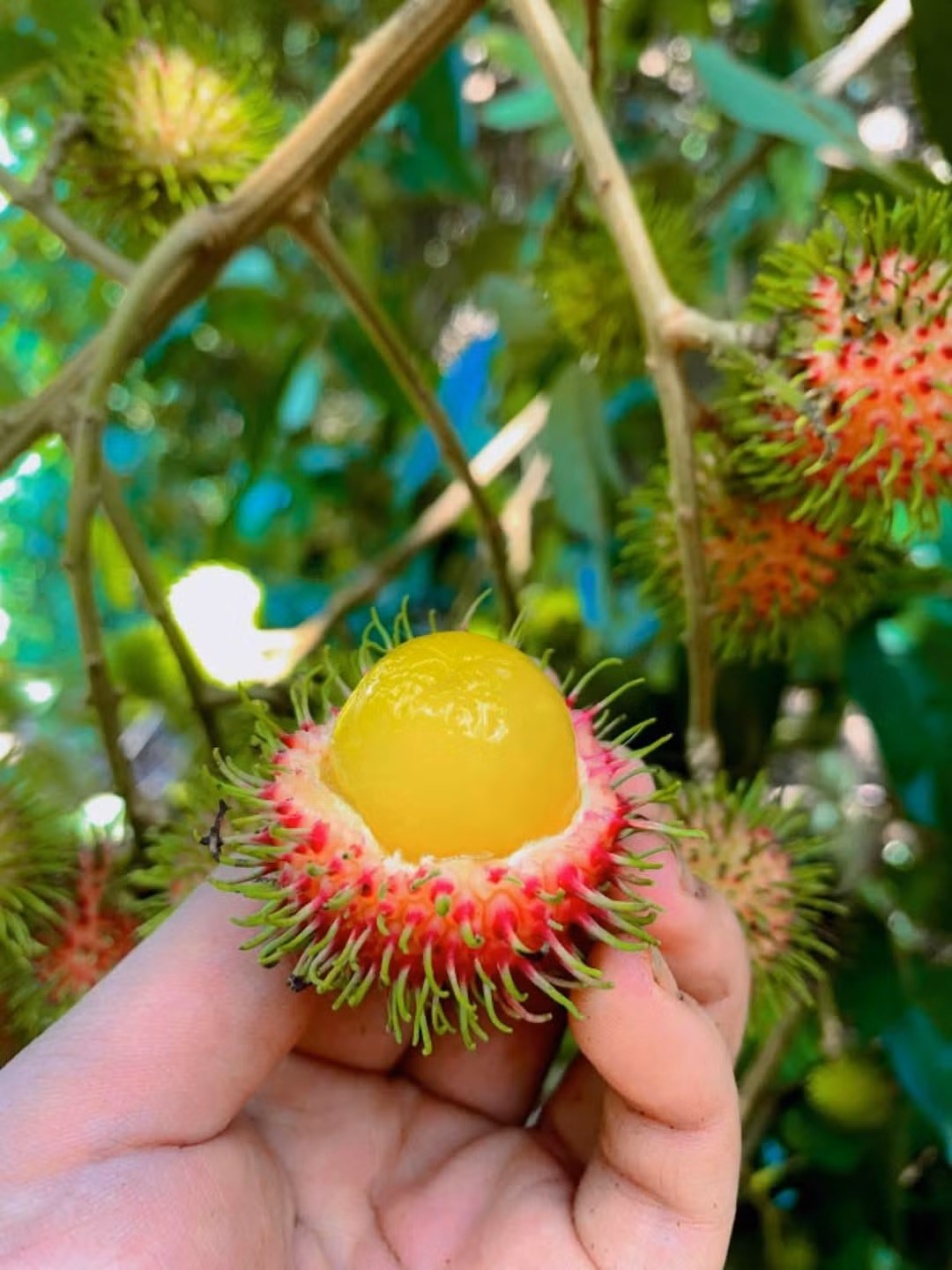 Các tiểu thương khẳng định, chôm chôm rừng không ngọt như chôm chôm Thái nhưng ngon hơn chôm chôm thường. Ảnh: Facebook