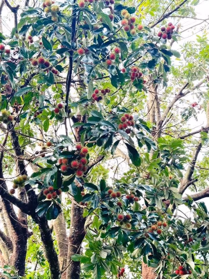 Có thời điểm, giá chôm chôm rừng 50.000 đồng/kg nhưng không phải lúc nào cũng có để mua. Cây chôm chôm rừng khá cao, việc trèo hái quả khá vất vả. Ảnh: Facebook