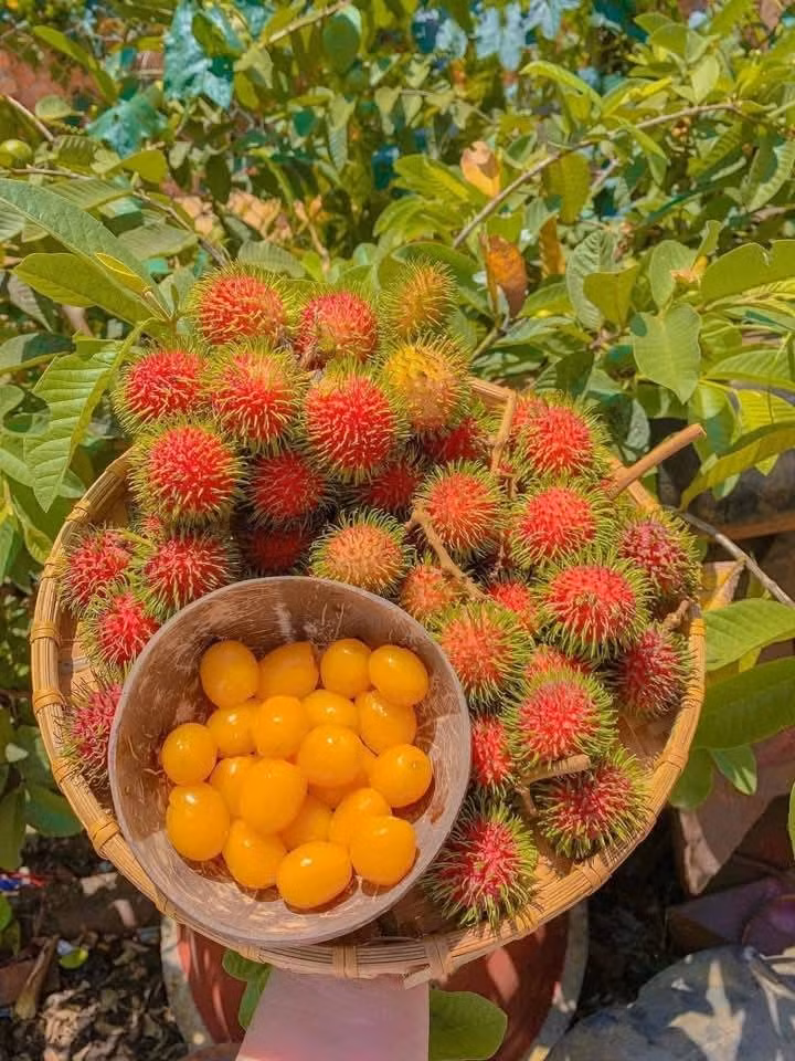 Chôm chôm rừng chỉ có ở Đắk Lắk, hiện đang vào mùa nên giá rẻ hơn đầu mùa. Ảnh: Facebook