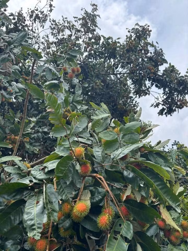 Trước đây, loại chôm chôm này mọc hoang trên rừng. Đến mùa, một số người dân đi rừng hái về ăn chơi, ít ai mua bán. Ảnh: Facebook