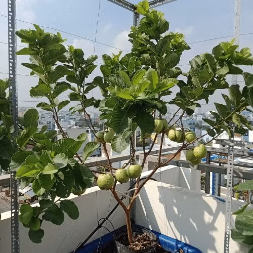 Ổi có thể trồng trong chậu ngay tại nhà vừa làm cây cảnh, lại vừa có quả ăn. Nên chọn đất tơi xốp, thoáng khí, có khả năng thoát nước và giữ ẩm tốt. Ảnh: Sfarm