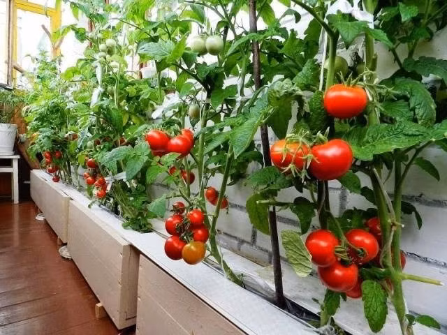 Cà chua là một trong những loại cây dễ trồng ban công nhất. Cà chua nên đặt ở nơi nhiều nắng, tưới nước đều đặn mỗi ngày sẽ cho quả sau 2 tháng. Ảnh: Facebook