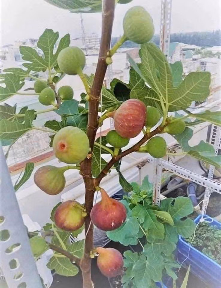 cay-an-qua1.jpg
