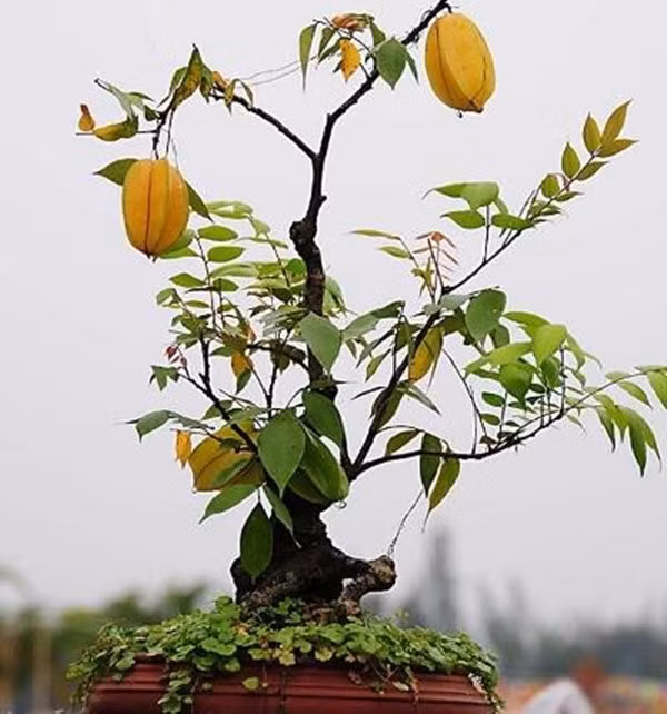 Khế cảnh với kích thước nhỏ từ 10 - 20cm thích hợp để trồng ở ban công nhà phố hoặc chung cư. Khế không ưa ánh sáng chiếu trực tiếp, vì vậy không nhất thiết phải đặt ở nơi có nhiều nắng. Ảnh: Facebook