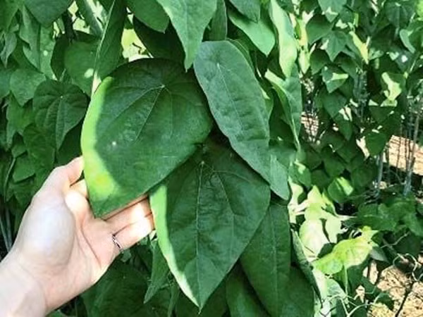 Sương sâm thích hợp trồng ở nơi đất cao ráo thoát nước tốt, có độ mùn cao, được che mát 20 – 30%. Ảnh: Internet
