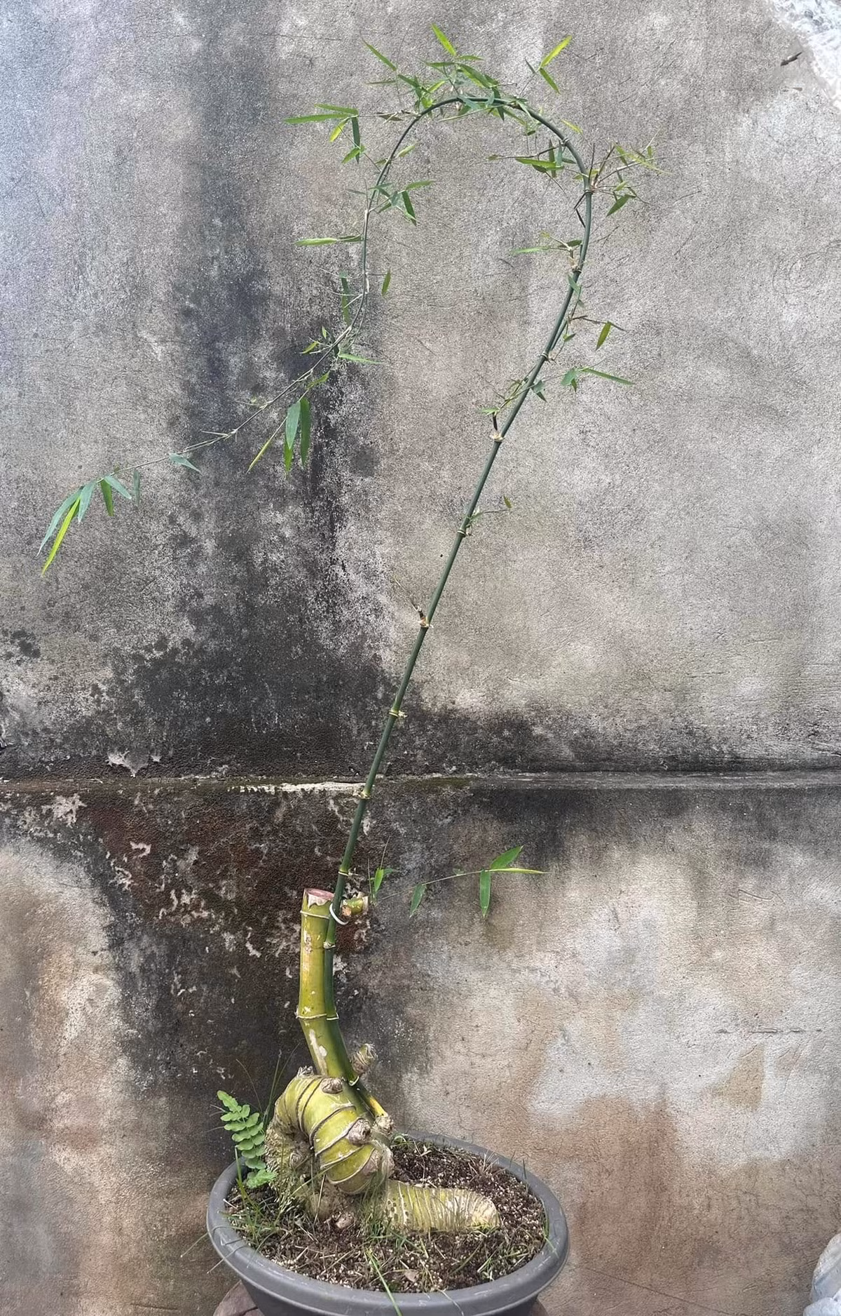 Đáng chú ý, những cây sở hữu phôi độc lạ giá có thể tăng gấp 3 - 4 lần. Ảnh: Facebook