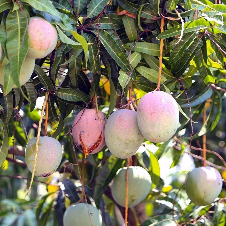 Năm nay, giá xoài Úc đầu mùa từ 15.000 - 20.000 đồng/kg, nhưng sau đó chỉ còn 4.000 - 6.000 đồng/kg và hiện nay chỉ còn 1.000 - 5.000 đồng/kg (tùy loại). Ảnh: Facebook