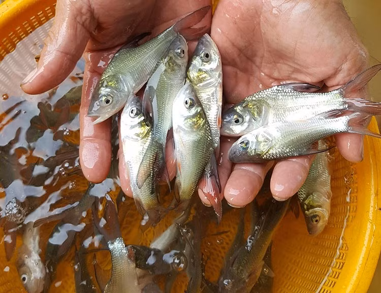 Ngoài cá thương phẩm, nhiều nông dân chuyển sang sản xuất cá hô giống. Giá giống từ 35.000-60.000 đồng/con, trở thành nguồn thu đáng kể của người dân. Ảnh: Internet