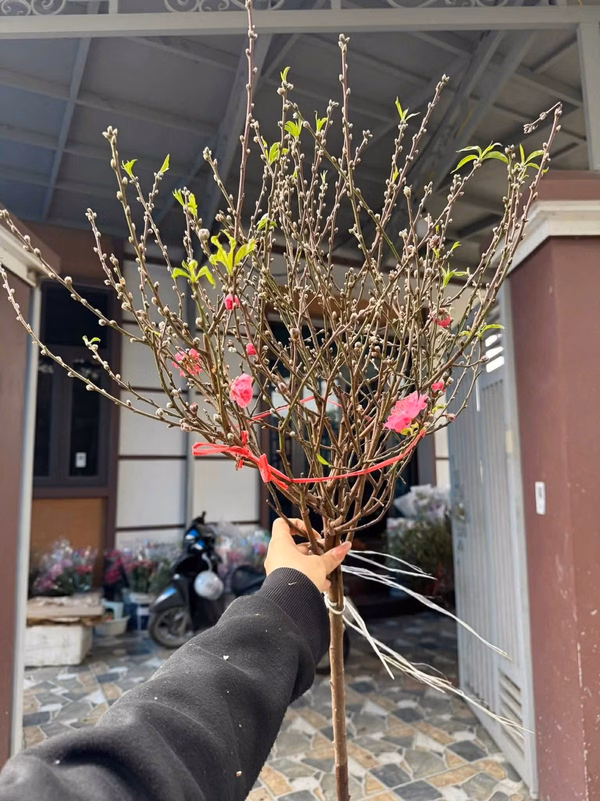 Bên cạnh mức giá "dễ thở", cành đào mini còn phù hợp với căn hộ chung cư, nhà phố diện tích nhỏ và dễ vận chuyển. Ảnh: FB Pham Hong