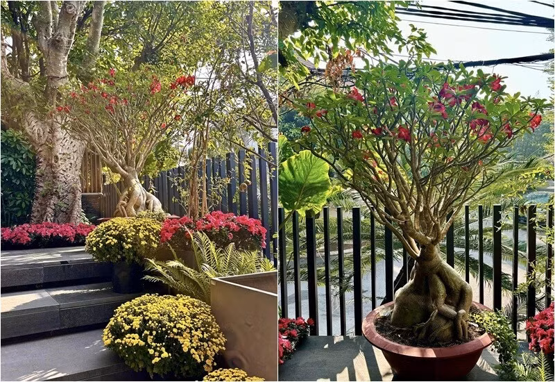 Dịp Tết, Diệp Bảo Ngọc khoe khung cảnh được trang trí với toàn hoa tươi tuyệt đẹp. Ảnh: FBNV