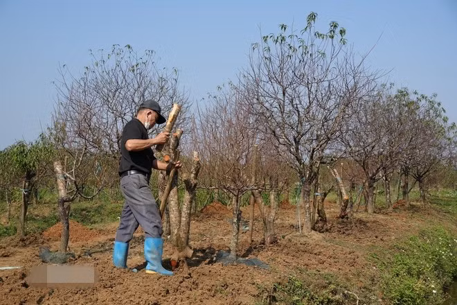 Thân cây mốc theo năm tháng, gốc chắc, tạo dáng cổ kính. Ảnh: TTXVN