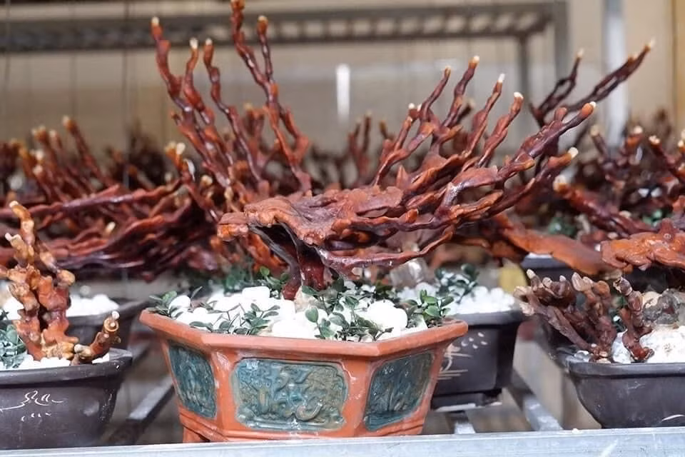 Nấm linh chi có thân và tai cứng như gỗ, không bị héo nên để được thời gian lâu. Ảnh: Dân Việt
