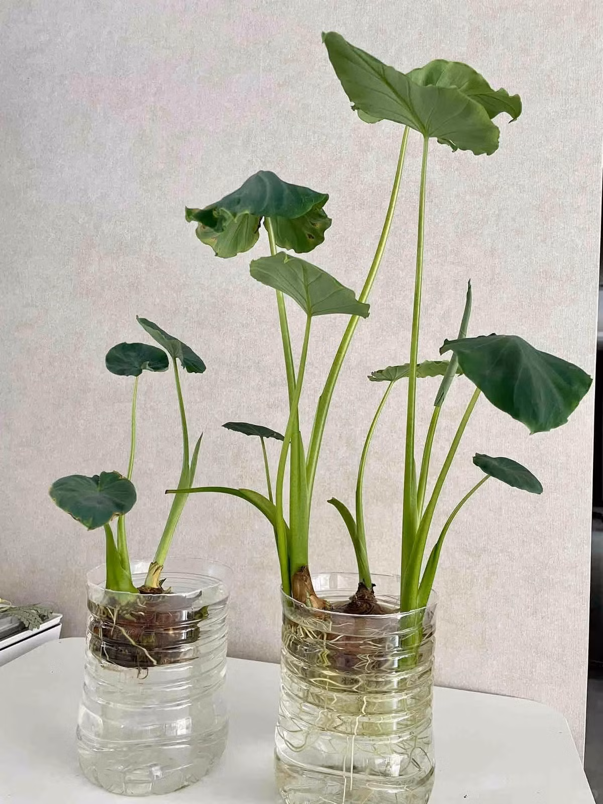 Với một chút kiên nhẫn và tạo dáng, chậu khoai môn bảo đẹp xuất sắc. Ảnh: Phụ nữ số