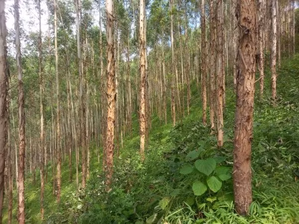 Trên thực tế, ý tưởng bạch đàn có thể hút được vàng đã nhen nhóm từ rất lâu. Tuy nhiên, phải sau một nghiên cứu năm 2013, các chuyên gia mới chính thức kết luận được điều này. Ảnh: Internet