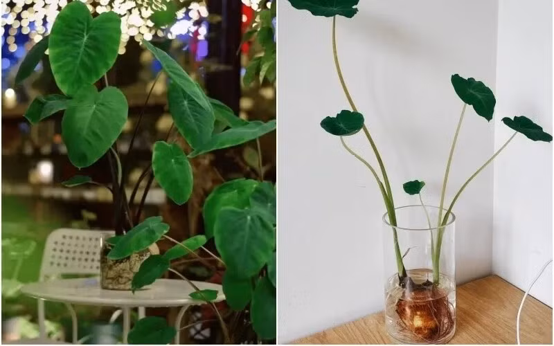 Khoai môn mọc mầm đem trồng thủy sinh một thời gian sẽ có ngay một chậu cây cảnh miễn phí. Ảnh: Facebook