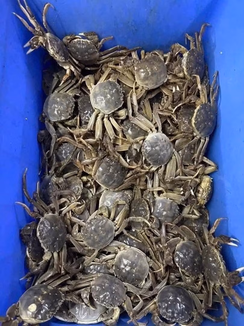 Loài cua này được nhiều người yêu thích bởi hương vị ngọt thơm, giàu dinh dưỡng và khan hiếm. Ảnh: Facebook