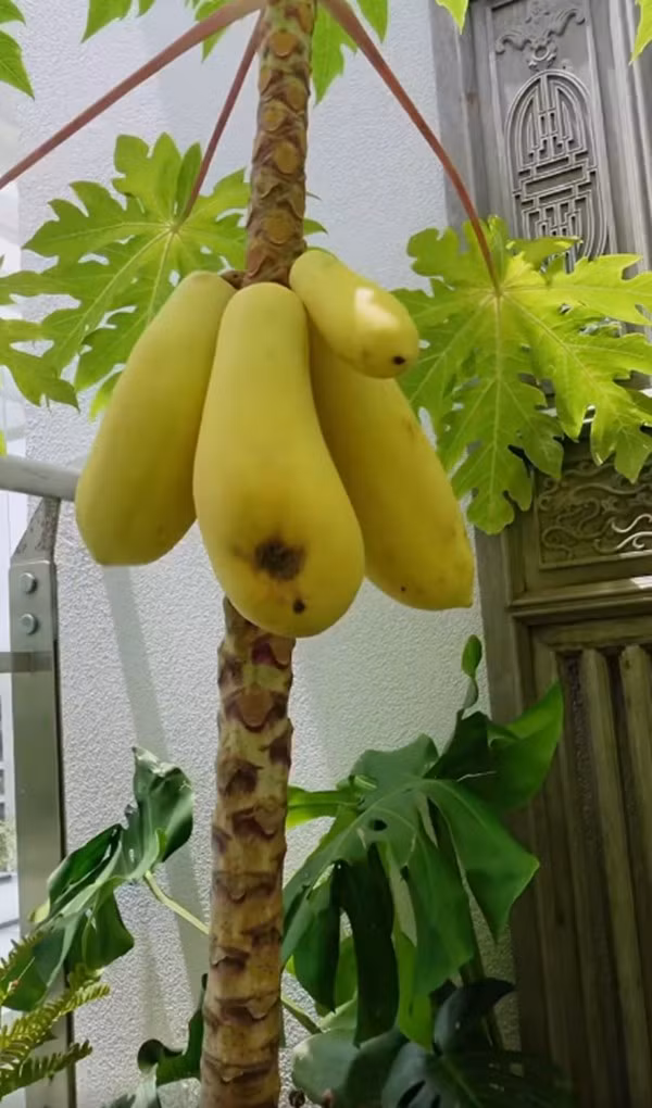 Cây đu đủ nhỏ cho trái vàng. Ảnh chụp màn hình