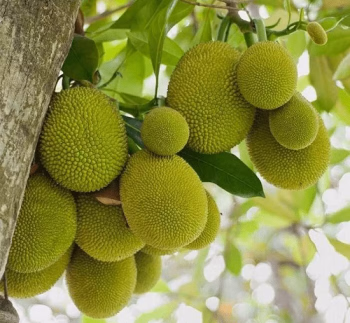 Cây mít có bộ rễ to, khỏe và phát triển mạnh. Khi cây lớn, rễ lan rộng và đâm sâu vào lòng đất. Ảnh: Internet