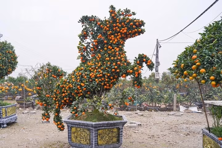 Quýt tạo hình linh vật ngựa cao khoảng 2,5 - 3 mét, giá bán từ 20 - 30 triệu đồng. Ảnh: Minh Đức/VTCNews