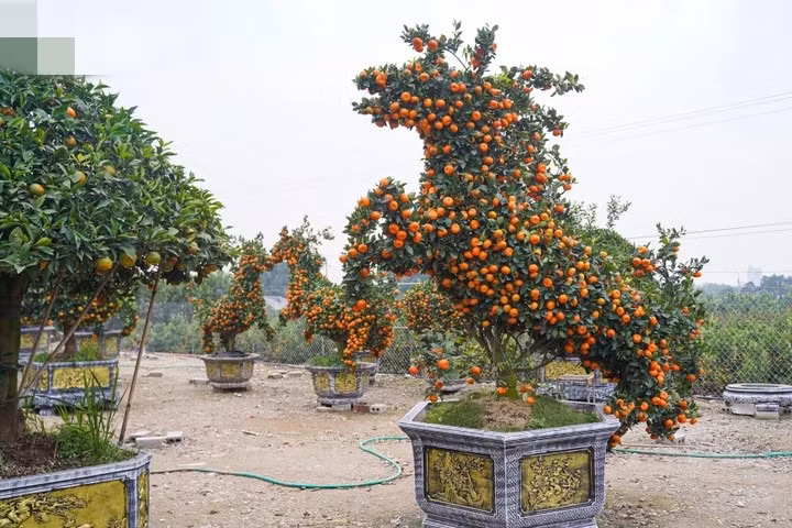 Để chế tác thành công sản phẩm độc lạ, nhà vườn phải sàng lọc kỹ những cây quýt giống khỏe, nhiều tay tán, sai quả và có khả năng giữ quả lâu. Ảnh: Minh Đức/VTCNews