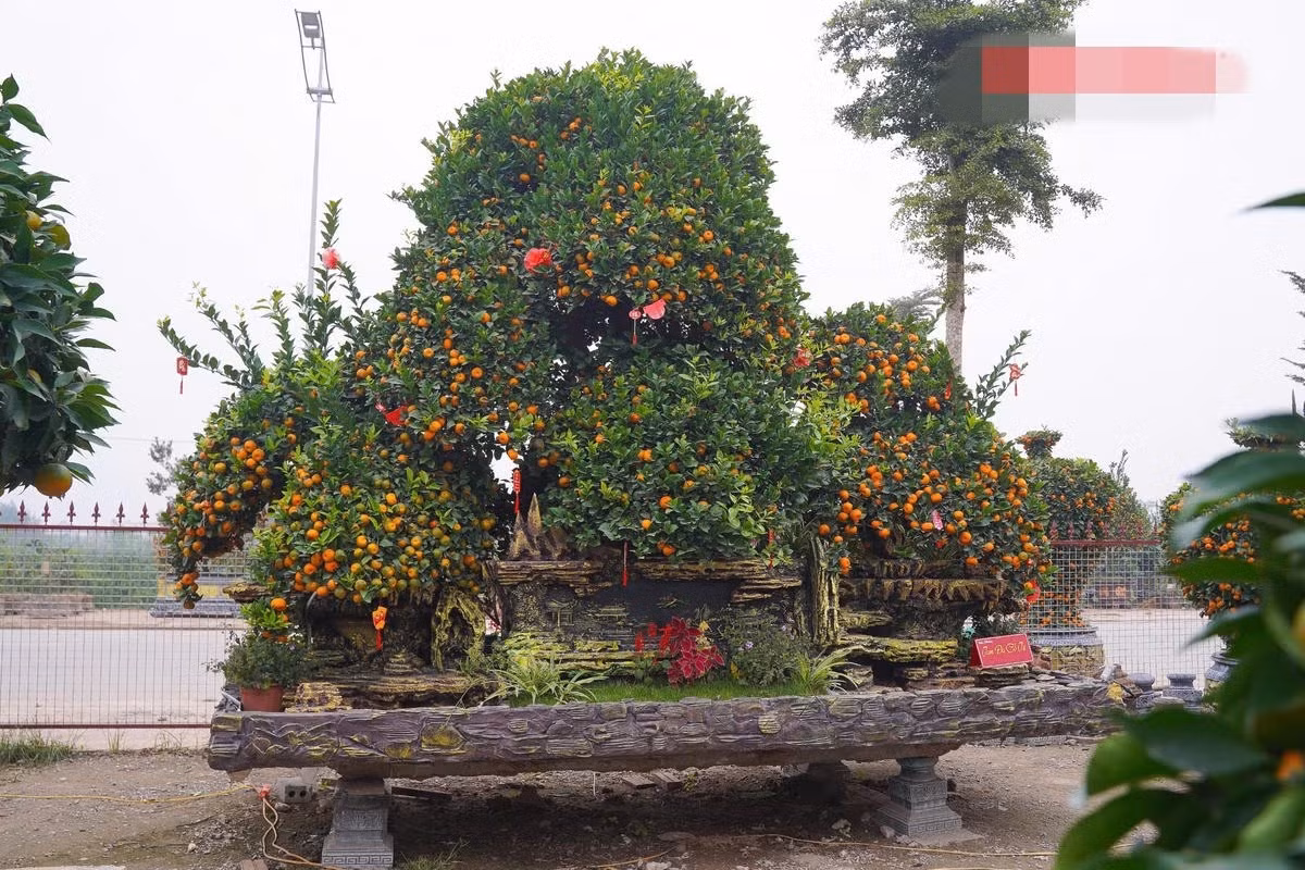 Nhiều khách hàng từ xa đã về tận vườn để đặt cọc trước những cây to đẹp từ tháng 11/2025. Ảnh: Daidoanket