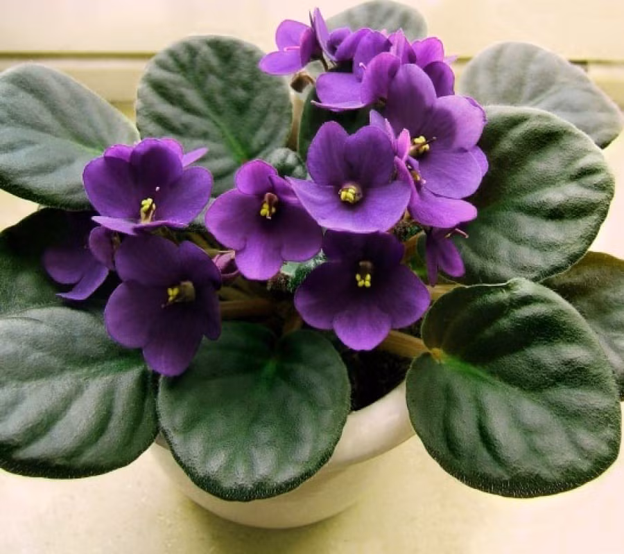 Hoa violet châu Phi nhỏ gọn, màu sắc dịu dàng, thích hợp trưng trong nhà dịp Tết. Ảnh: Hoa Sen Việt