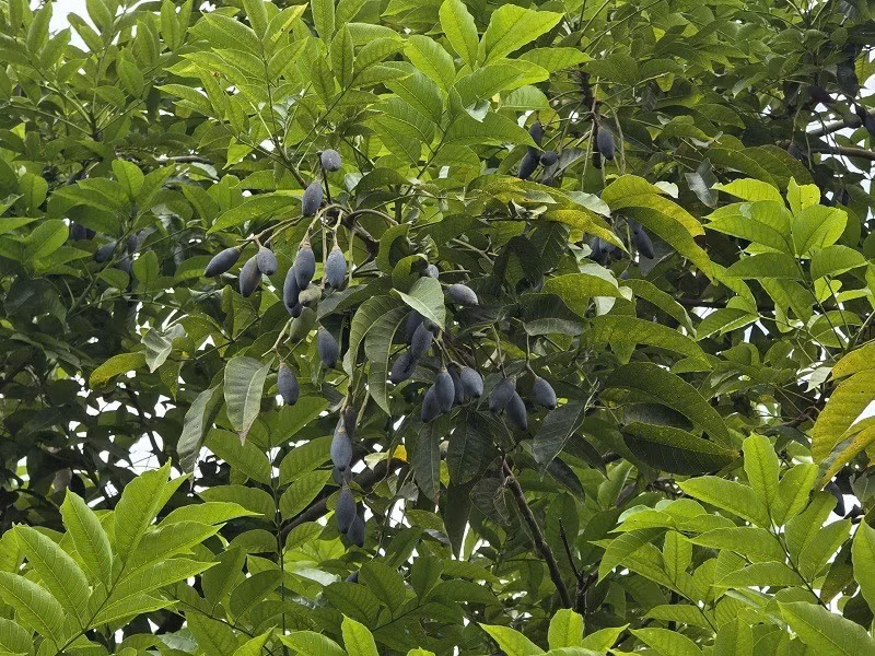 Trước kia, quả trám đen từng là loại nông sản quen thuộc, rẻ bèo ở các vùng quê trung du và miền núi. Nhưng nay, loại quả dân dã này đã trở thành đặc sản được nhiều người sành ăn tại Hà Nội săn tìm. Ảnh: Internet