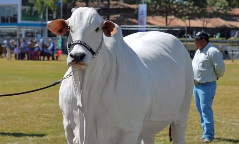 Các nhà chăn nuôi còn đánh giá cao Viatina-19 ở tư thế, móng chắc, tính cách ngoan ngoãn, khả năng làm mẹ và ngoại hình đẹp. Ảnh: Getty