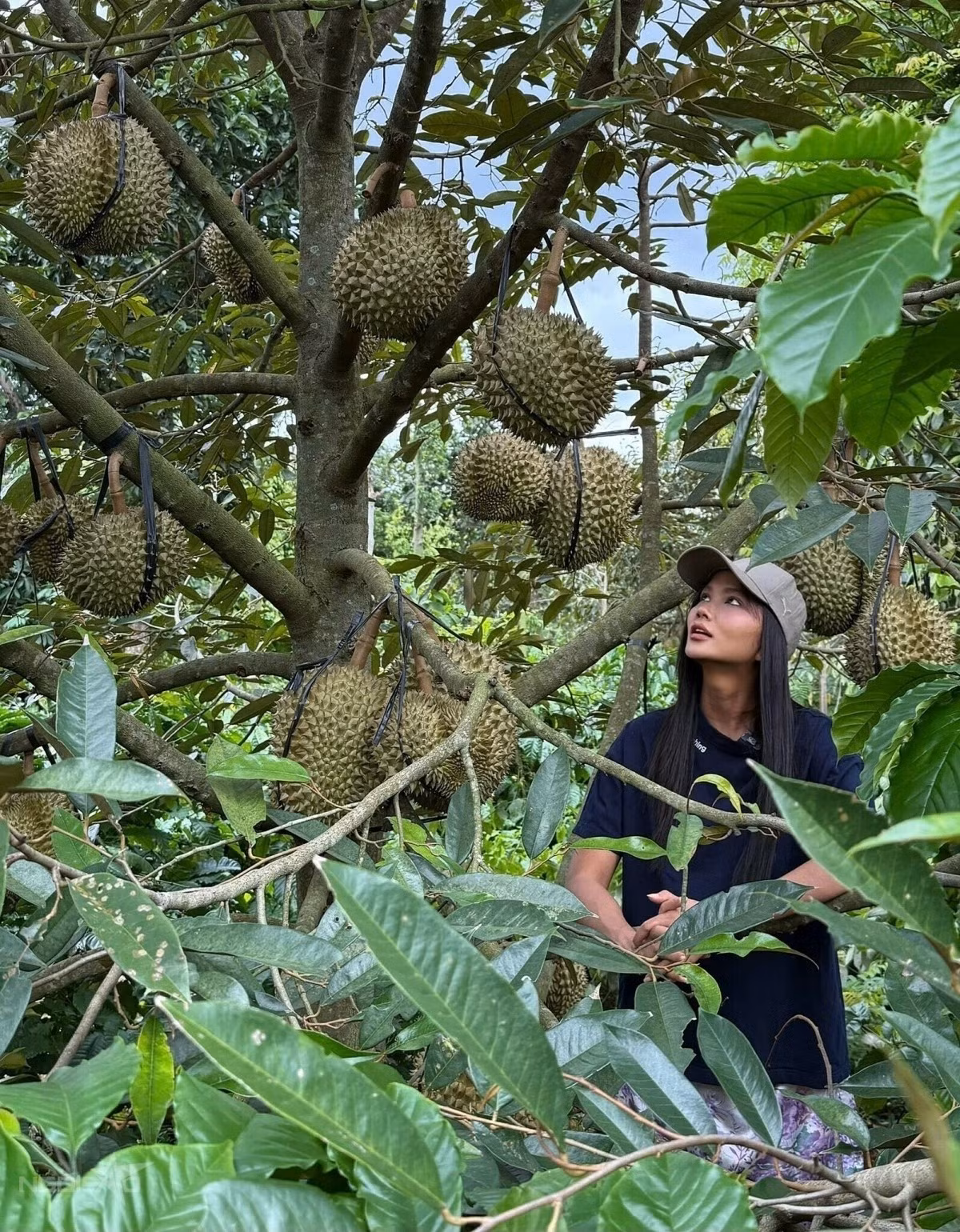 Trước đó, nàng hậu từng chia sẻ hình ảnh cây sầu riêng chi chít quả trong vườn nhà. Ảnh: Ngoisao
