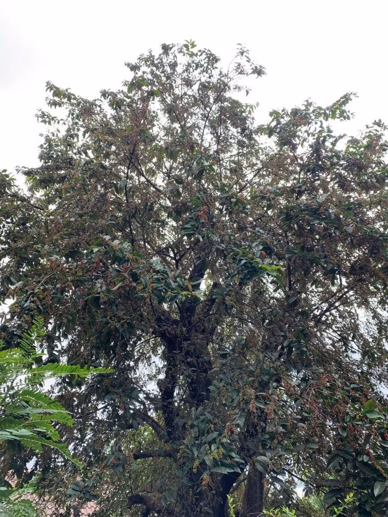 Cây chòi mòi lớn rụng gần hết lá, trái bám đầy từ gốc đến ngọn. Ảnh: FBNV