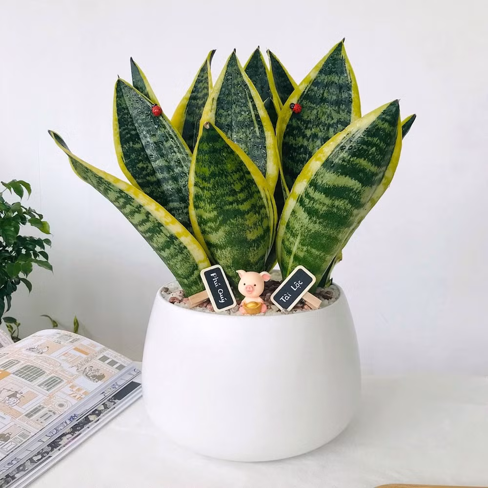 Lưỡi hổ chịu bóng tốt, không cần tưới nước thường xuyên. Ngoài ra, dáng cây thẳng đứng, lá vằn xanh vàng giúp phòng tắm trông hiện đại và gọn gàng hơn. Ảnh: VIBA Vietnam