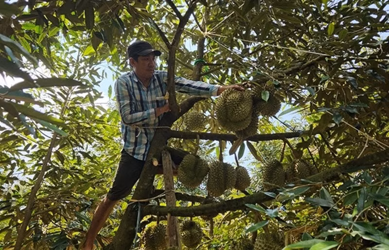 Ngoài sức khỏe, để bám trụ với nghề, người thợ phải chịu khó và tinh ý thì mới có thể thành thạo và gắn bó lâu dài. Ảnh: VOV4