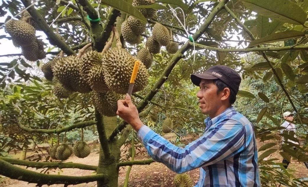 Sầu riêng vào vụ thu hoạch không chỉ mang đến niềm vui cho người trồng mà cũng là lúc tạo công việc thời vụ với mức thu nhập cao cho hàng trăm người. Ảnh: Baosdantoc