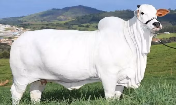 Viatina-19, một con bò giống Nelore có nguồn gốc từ Ấn Độ, đã đi vào lịch sử khi được đấu giá lên tới 4 triệu USD (tương đương hơn 100 tỷ đồng). Ảnh: Getty