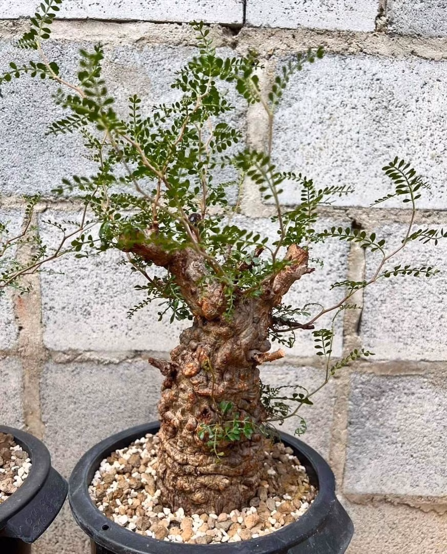 Sự “xù xì” này trở thành giá trị thẩm mỹ cốt lõi của cây. Ảnh: Caudex Farm