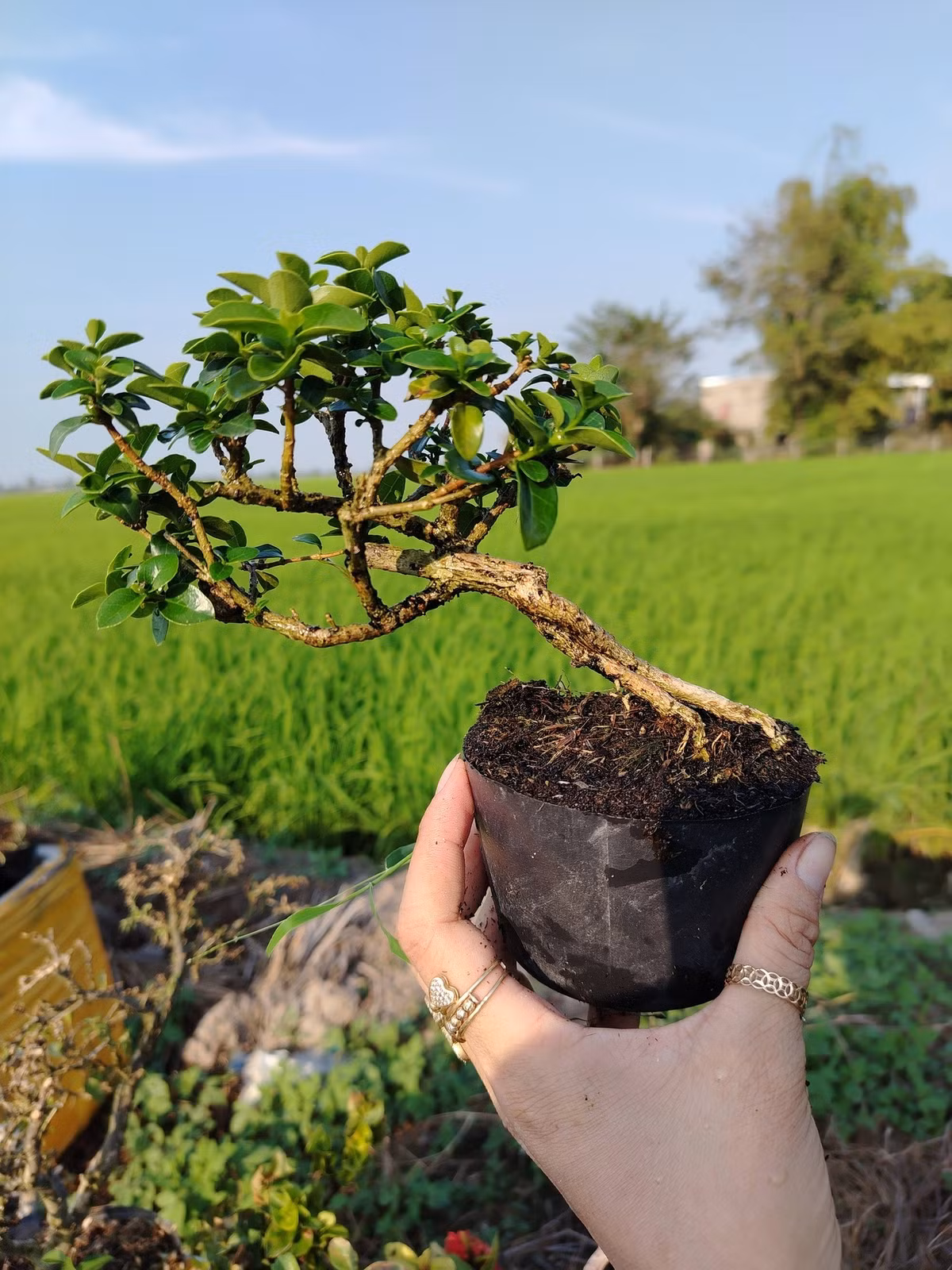 Trên thị trường, giá sam hương mini khá đa dạng, dao động từ vài trăm ngàn đến 1-2 triệu đồng/chậu tùy vào dáng thế và số năm tuổi. Ảnh: FB Sana Lương
