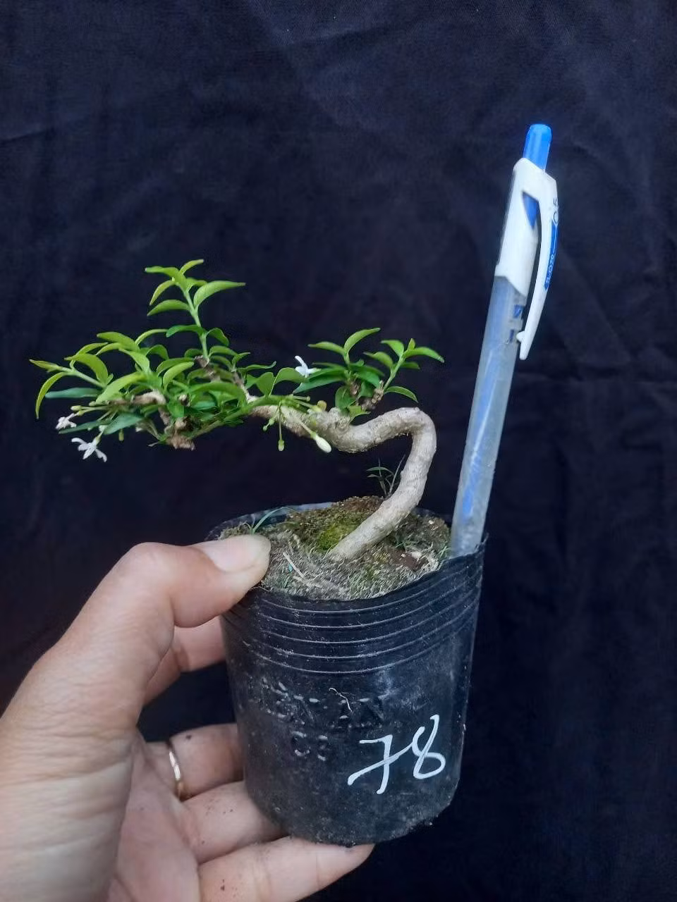 Những chậu mai chiếu thủy mini để bàn giá từ vài trăm nghìn đồng trở lên. Ảnh: Facebook
