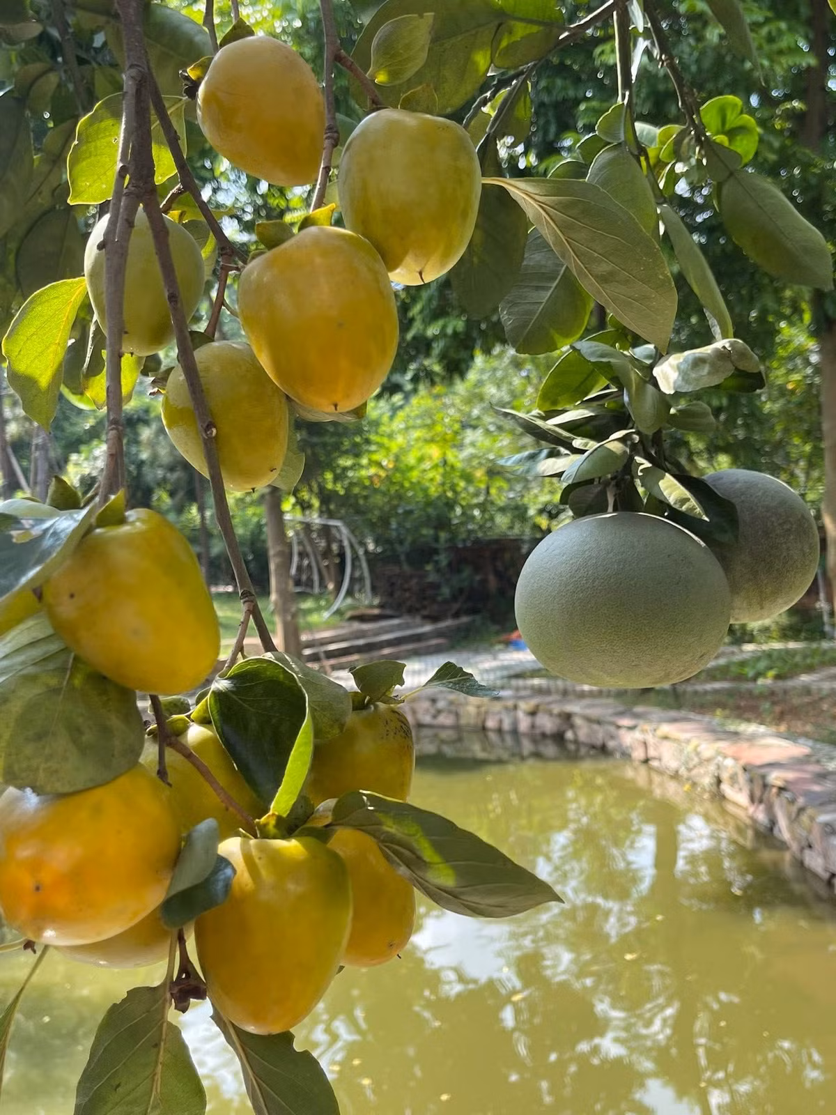 Nam ca sĩ cho biết: "trồng hồng mà không biết hồng gì. Cả nhà ai biết cho T. Tấn xin tên nhé". Ảnh: FBNV