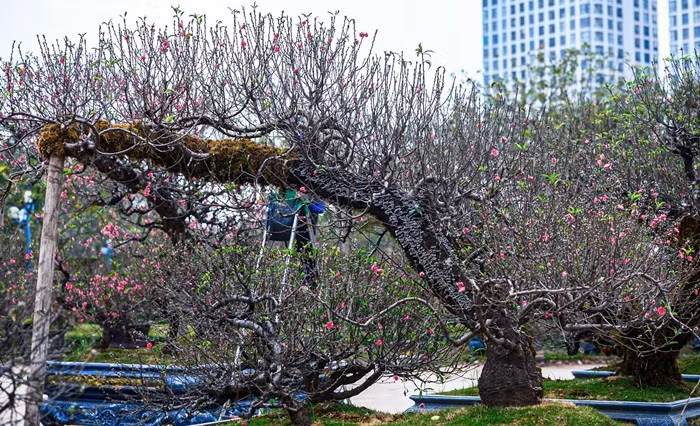 Tùy theo độ tuổi, dáng thế và lớp rêu phủ, mỗi gốc đào cổ giá dao động từ vài triệu đến hàng chục triệu đồng. Ảnh: VTCnews