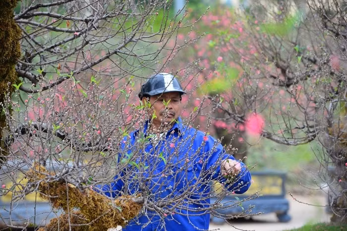 Để gốc đào nở đúng dịp Tết, các nghệ nhân và nhà vườn tốn nhiều công sức, từ đánh gốc, ghép mắt đào Nhật Tân đến tuốt lá...Ảnh: VTV Times