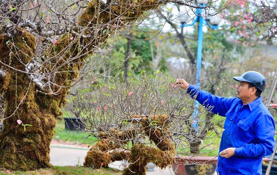 Mỗi gốc đào đều mang vẻ đẹp phong trần của núi rừng Tây Bắc. Ảnh: Tiền phong