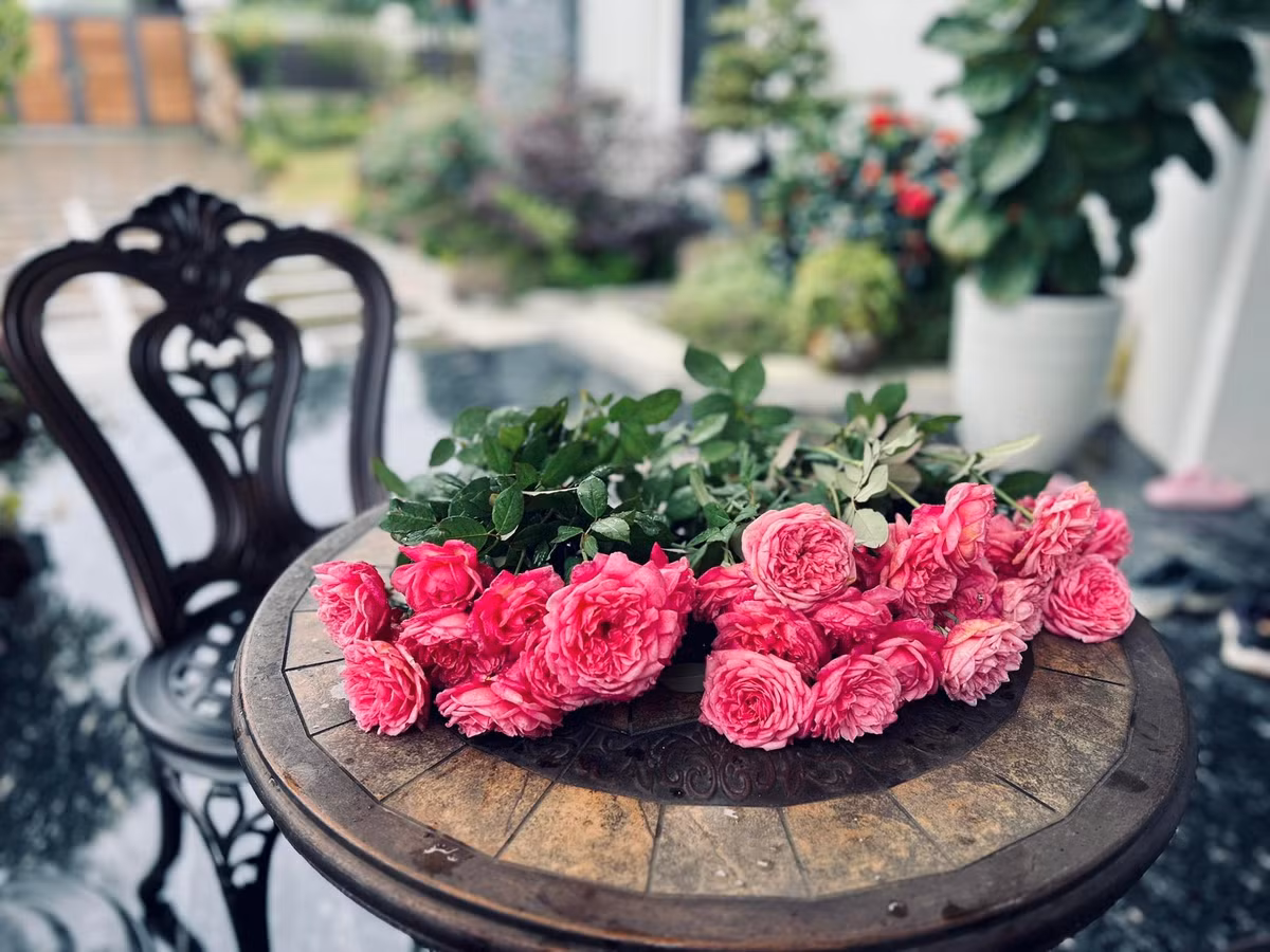 Những cành hồng được nữ MC cắt vào, chuẩn bị cắm. Ảnh: FB Dang Diem Quynh