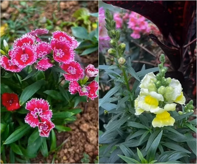 Hoa thạch thảo đỏ viền trắng nhỏ xinh duyên dáng bên khóm mõm sói vàng nhạt. Ảnh: FB Dang Diem Quynh