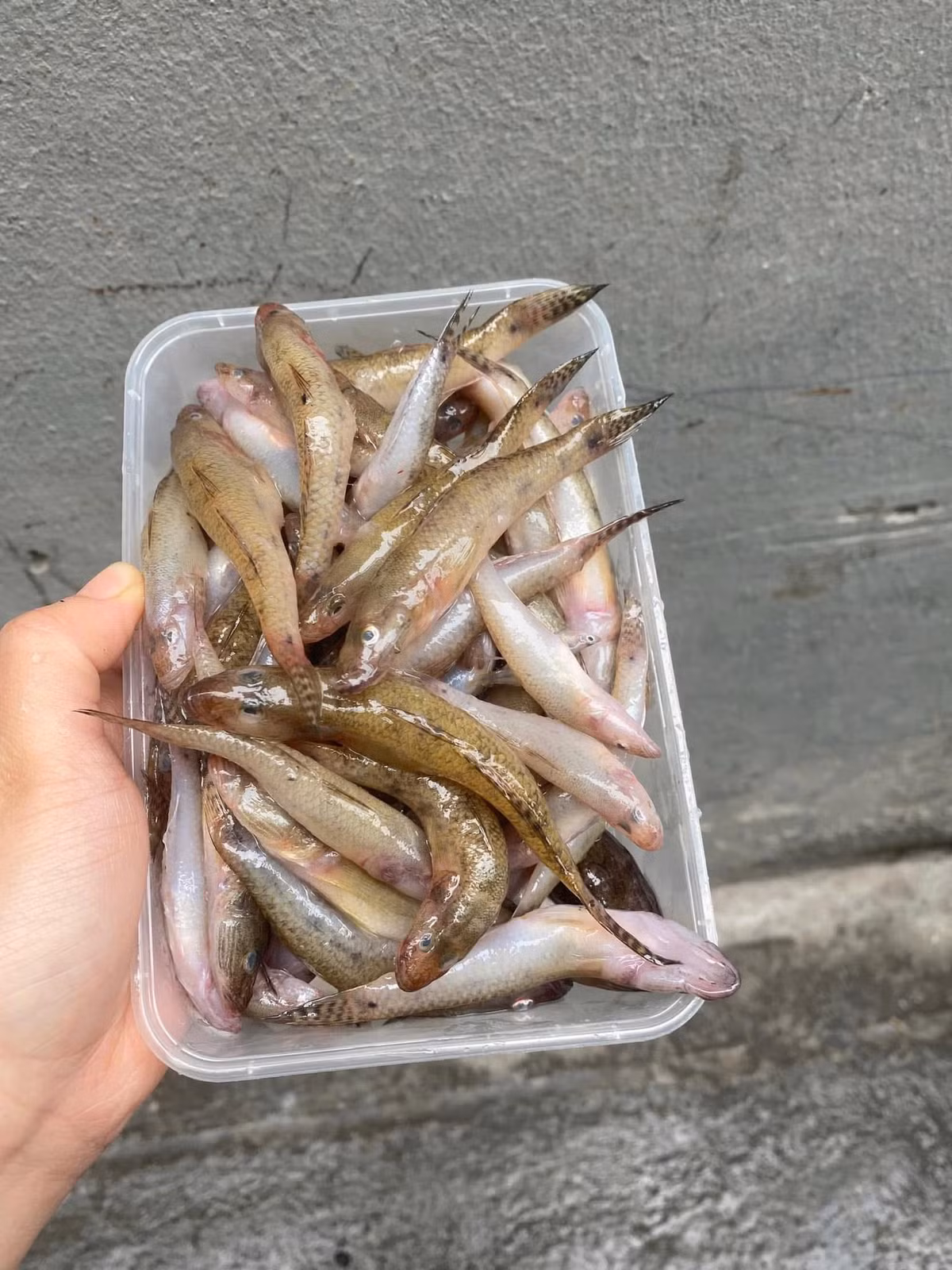 Trước kia, cá bống sông Đà là món ăn gắn với bữa cơm đạm bạc của người dân địa phương, nhưng nay là đặc sản giá từ 120.000 - 200.000 đồng/kg. Ảnh: Facebook