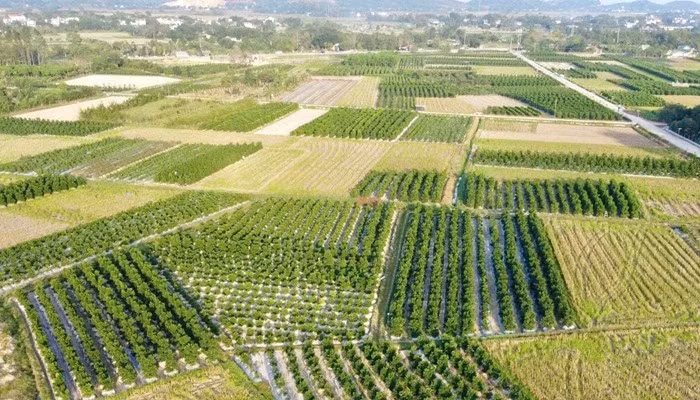 Những ngày này, người dân vùng trồng quất ở xã Hợp Tiến, tỉnh Thanh Hóa cũng đang tất bật để kịp phục vụ cho thị trường Tết Nguyên đán Bính Ngọ 2026. Ảnh: Dân Việt