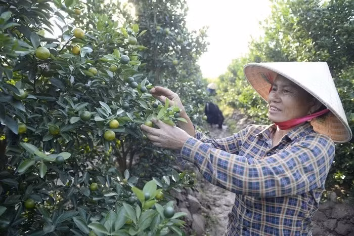 Từ sáng sớm, trong các nhà vườn, tiếng kéo cắt cành, tiếng trao đổi kỹ thuật vang lên rộn ràng. Ảnh: SGGP