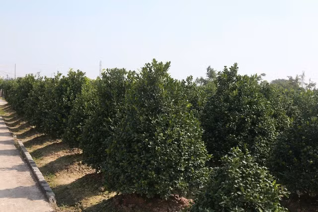 Một cây quất đẹp phải có cành chắc khỏe, lá xanh bóng, quả căng tròn. Ảnh: Gia đình &amp; xã hội